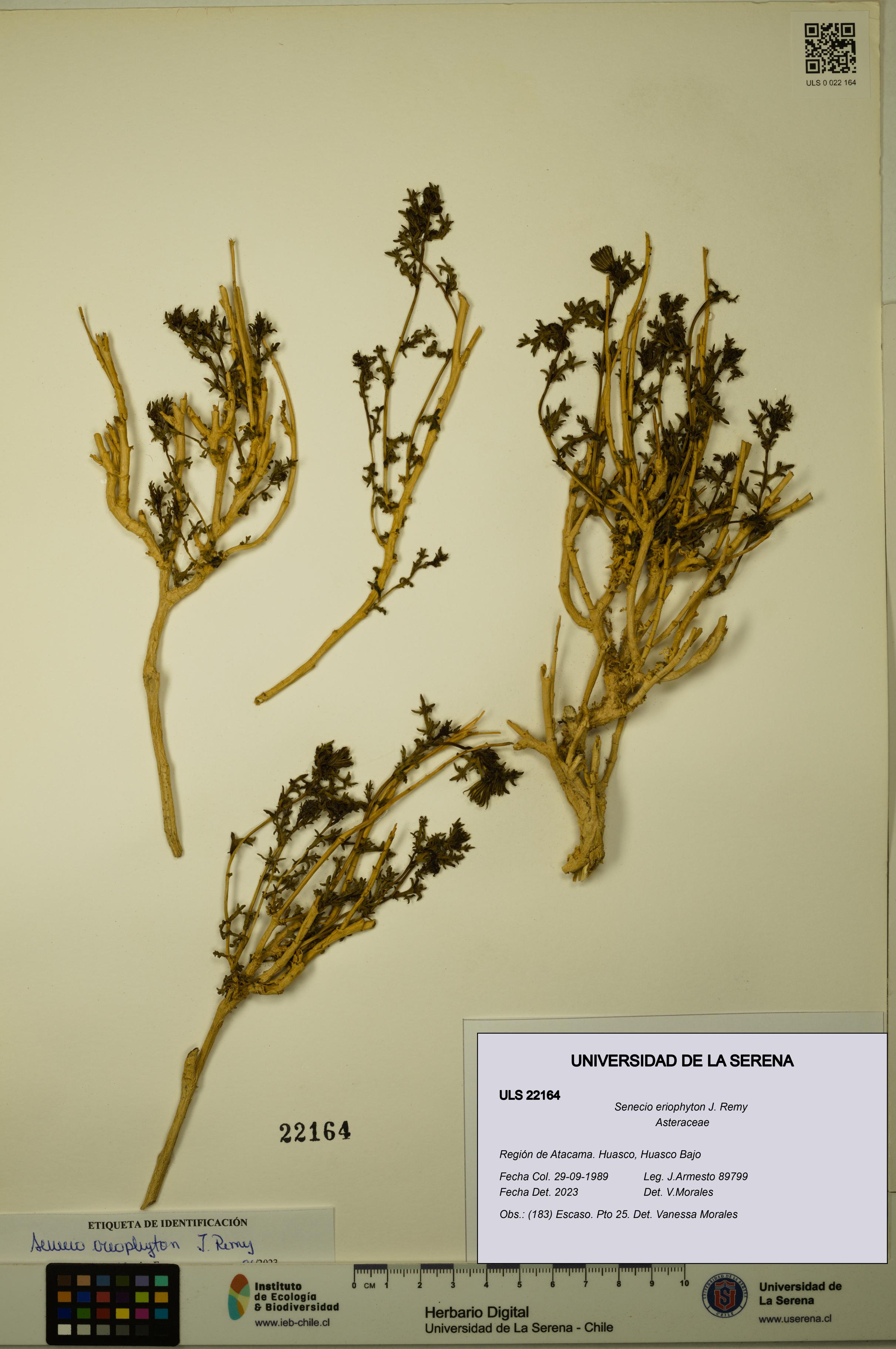 Senecio eriophyton [Espécimen: ULS:ULS:0022164]