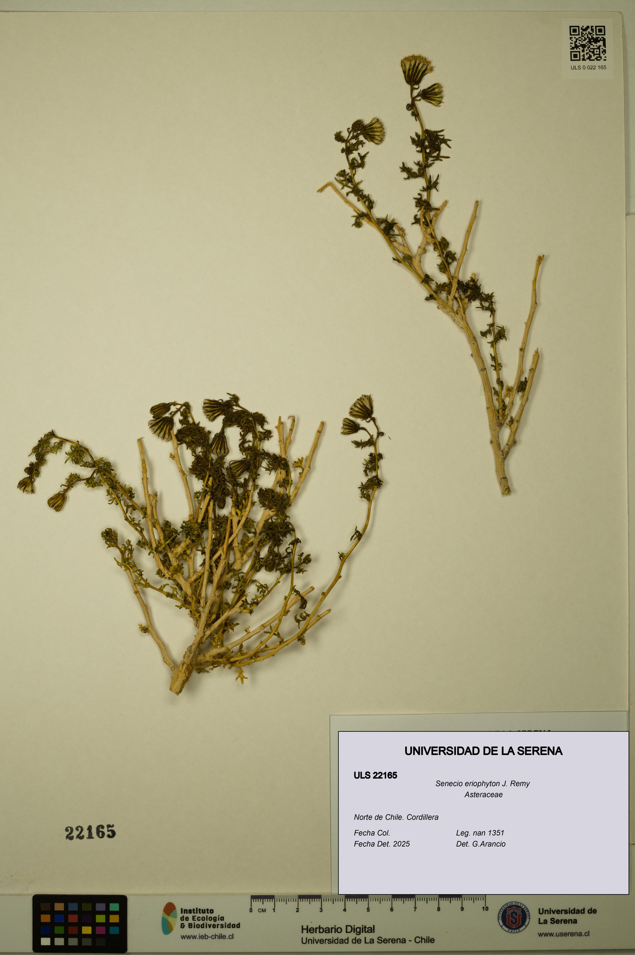 Senecio eriophyton [Espécimen: ULS:ULS:0022165]