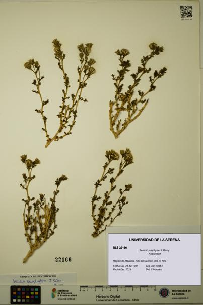 Senecio eriophyton [Espécimen: ULS:ULS:0022166]