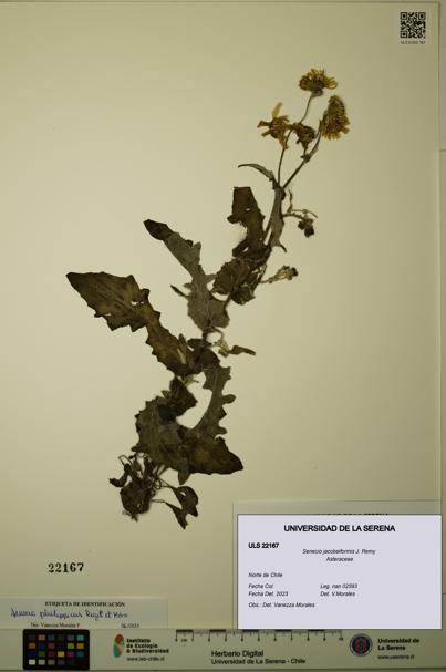 Senecio jacobeiformis [Espécimen: ULS:ULS:0022167]