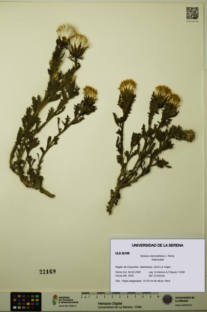Senecio clarioneifolius [Espécimen: ULS:ULS:0022168]