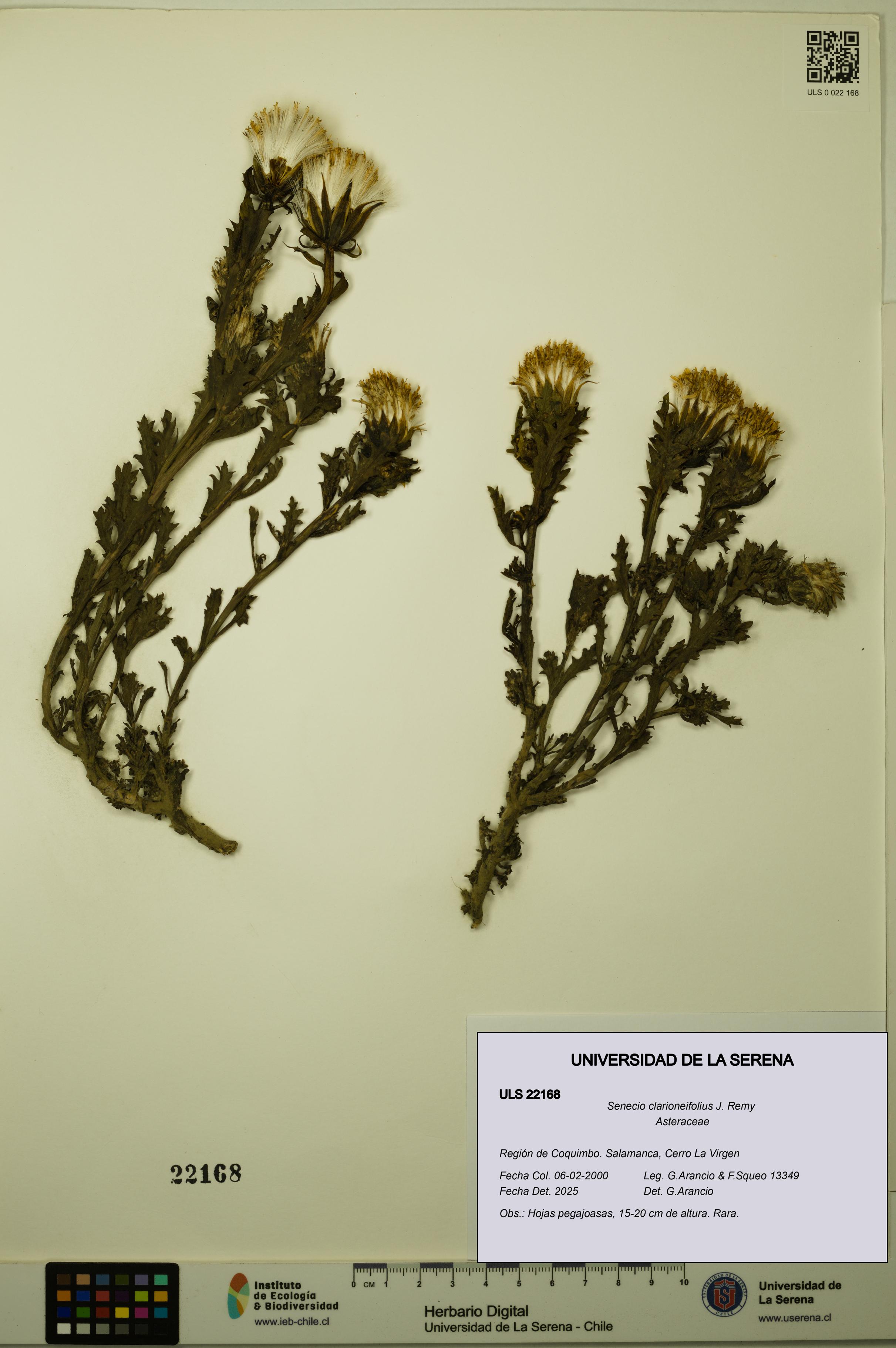 Senecio clarioneifolius [Espécimen: ULS:ULS:0022168]
