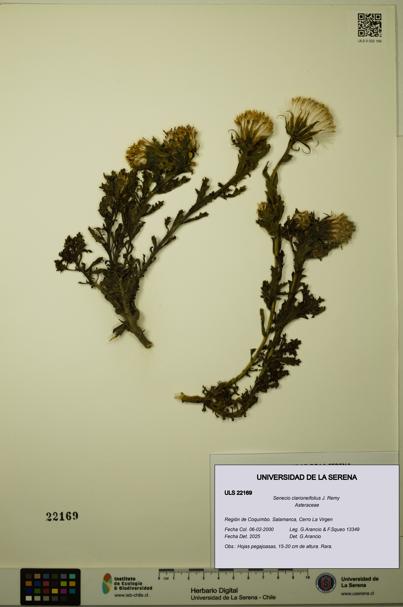 Senecio clarioneifolius [Espécimen: ULS:ULS:0022169]