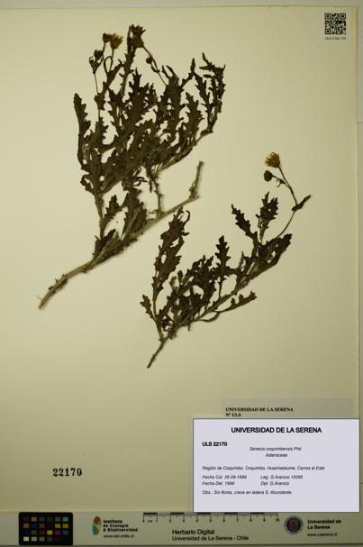 Senecio coquimbensis [Espécimen: ULS:ULS:0022170]