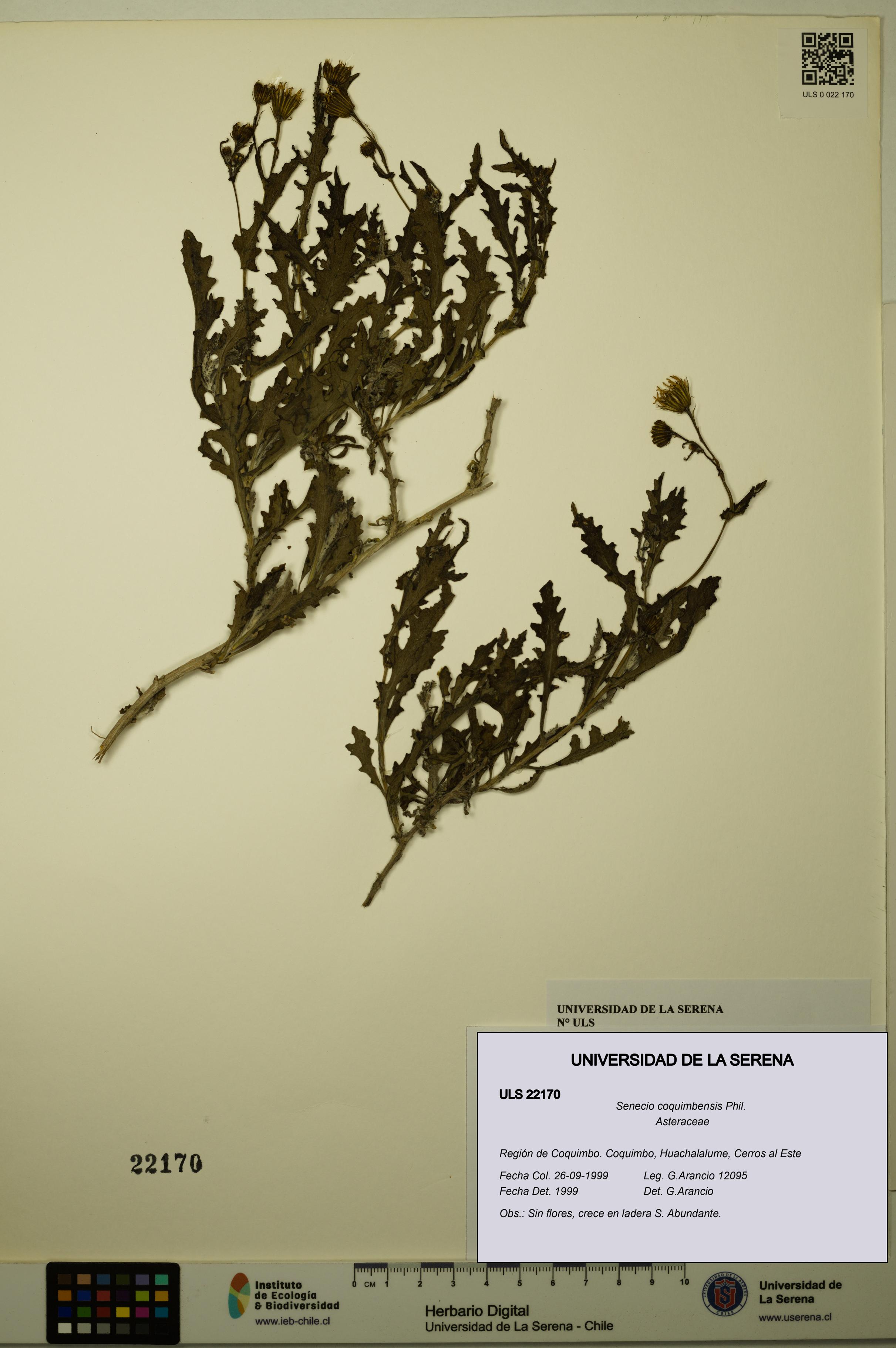 Senecio coquimbensis [Espécimen: ULS:ULS:0022170]