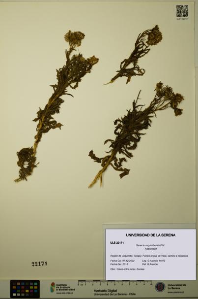 Senecio coquimbensis [Espécimen: ULS:ULS:0022171]