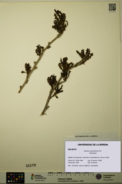 Senecio coquimbensis [Espécimen: ULS:ULS:0022172]
