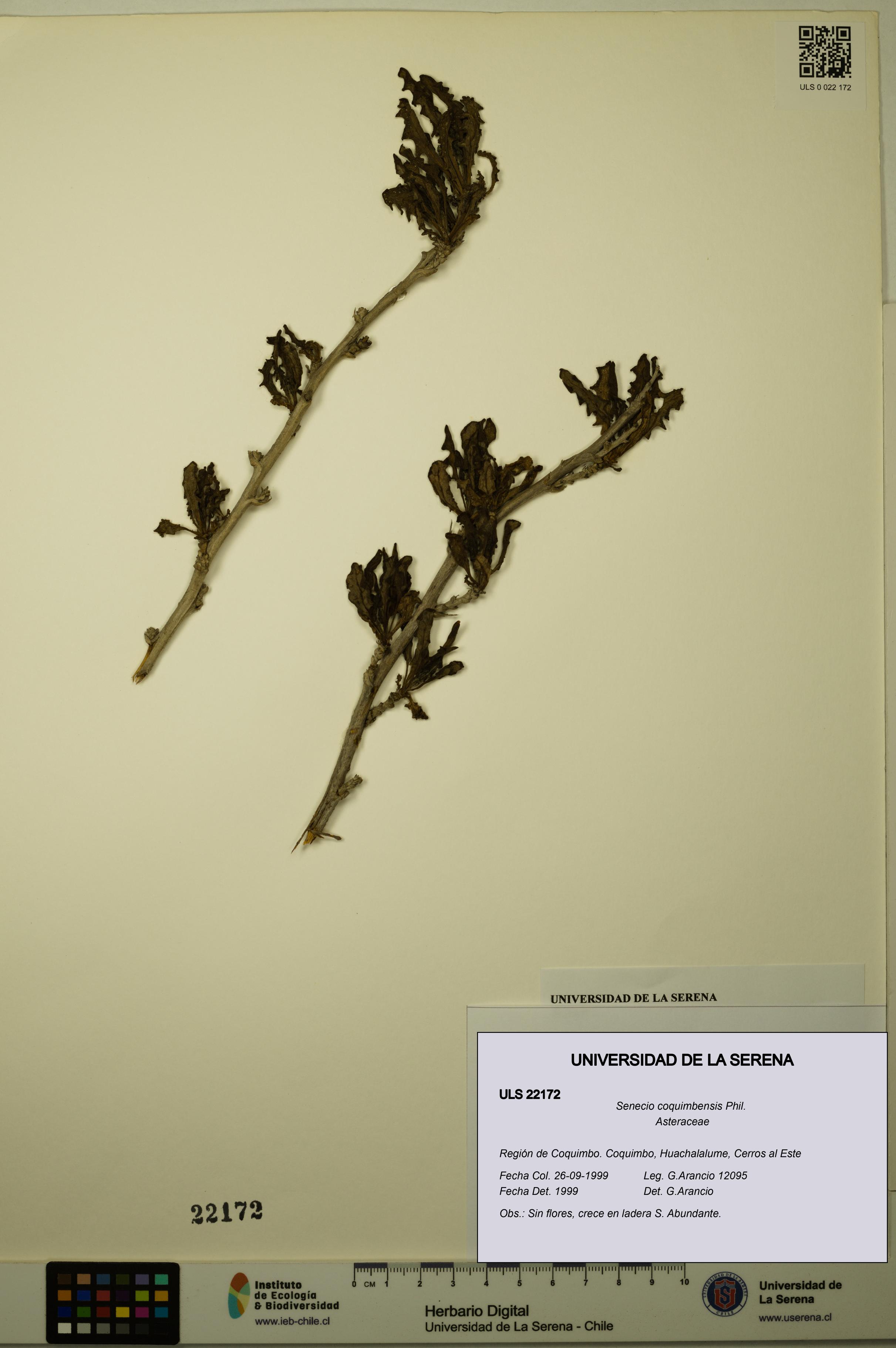 Senecio coquimbensis [Espécimen: ULS:ULS:0022172]