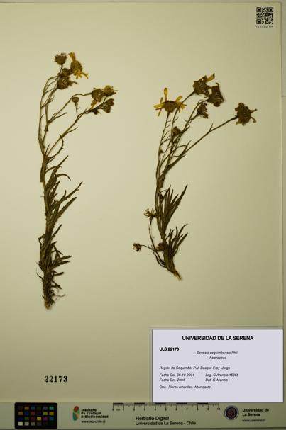 Senecio coquimbensis [Espécimen: ULS:ULS:0022173]