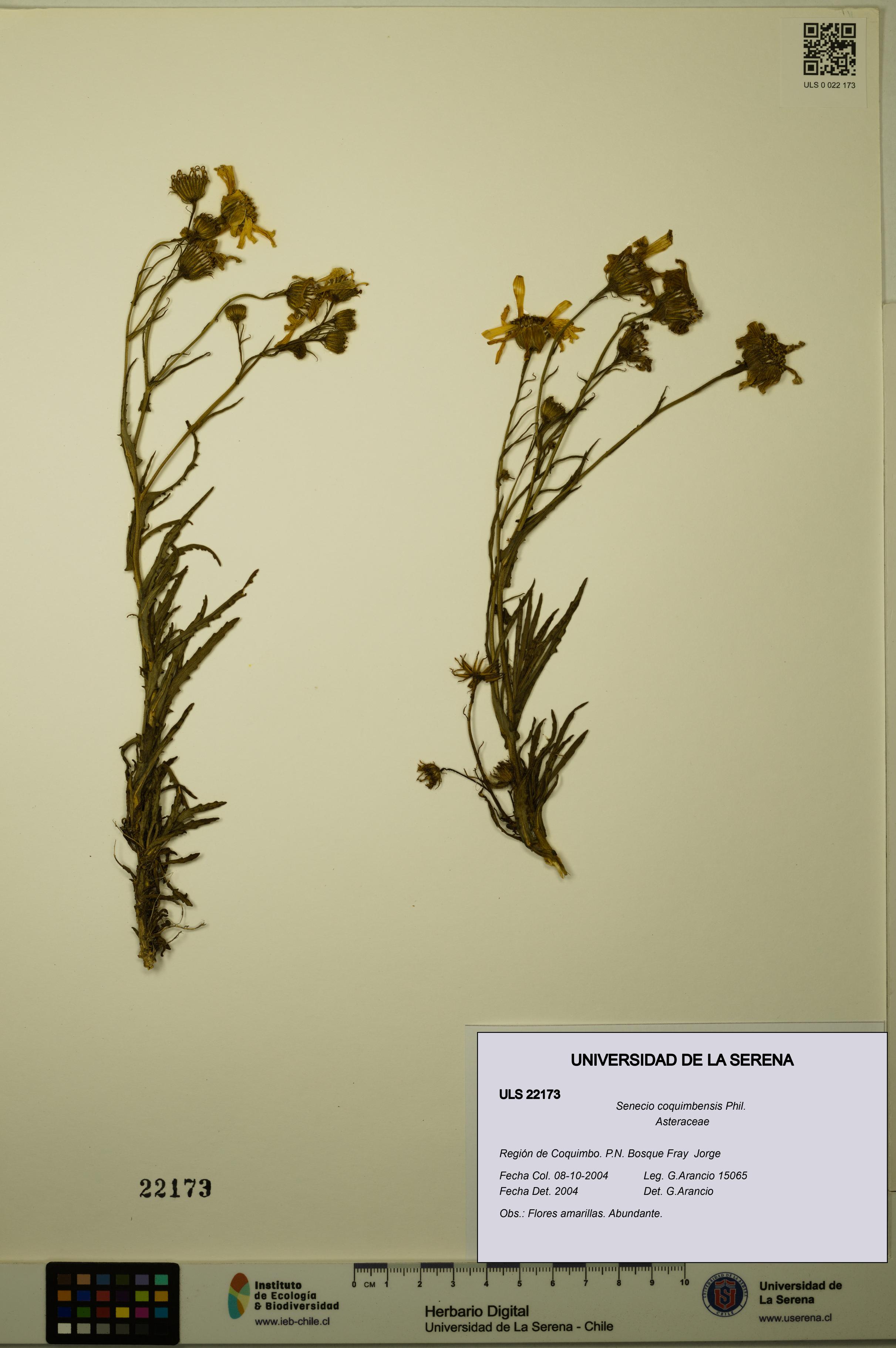 Senecio coquimbensis [Espécimen: ULS:ULS:0022173]