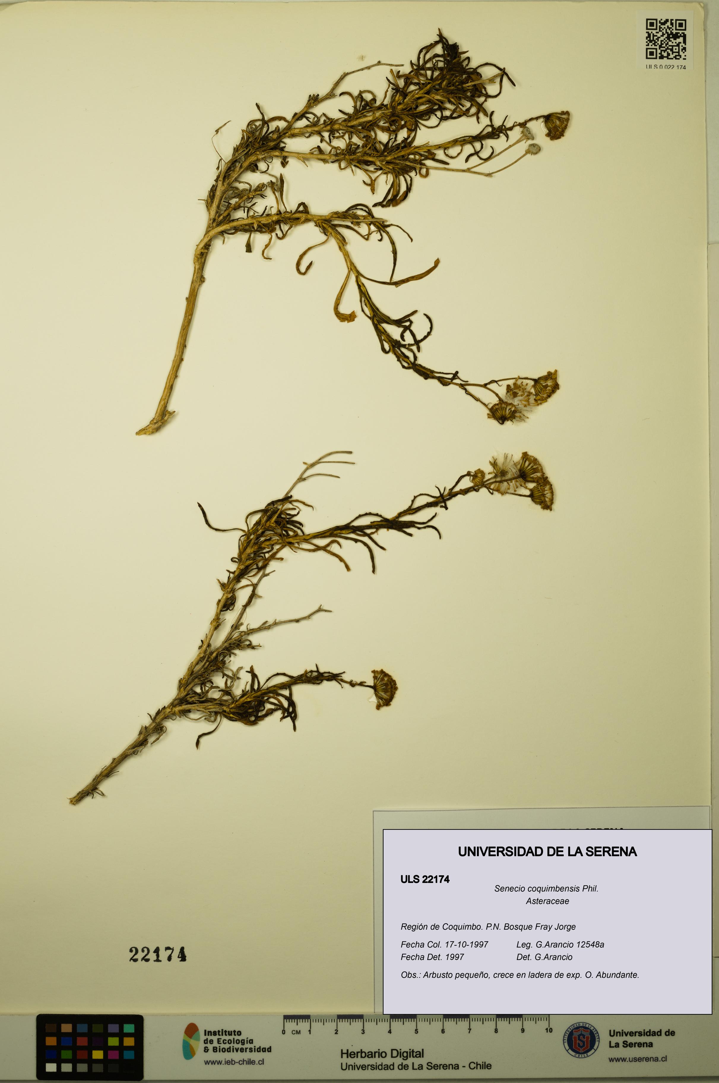 Senecio coquimbensis [Espécimen: ULS:ULS:0022174]