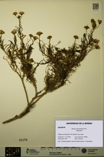 Senecio coquimbensis [Espécimen: ULS:ULS:0022175]