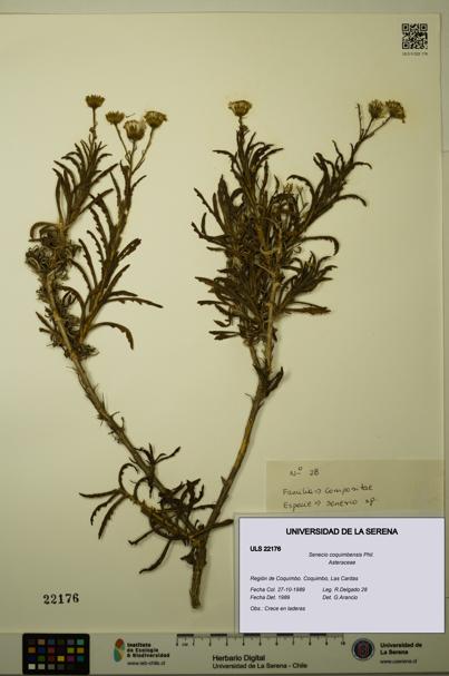 Senecio coquimbensis [Espécimen: ULS:ULS:0022176]