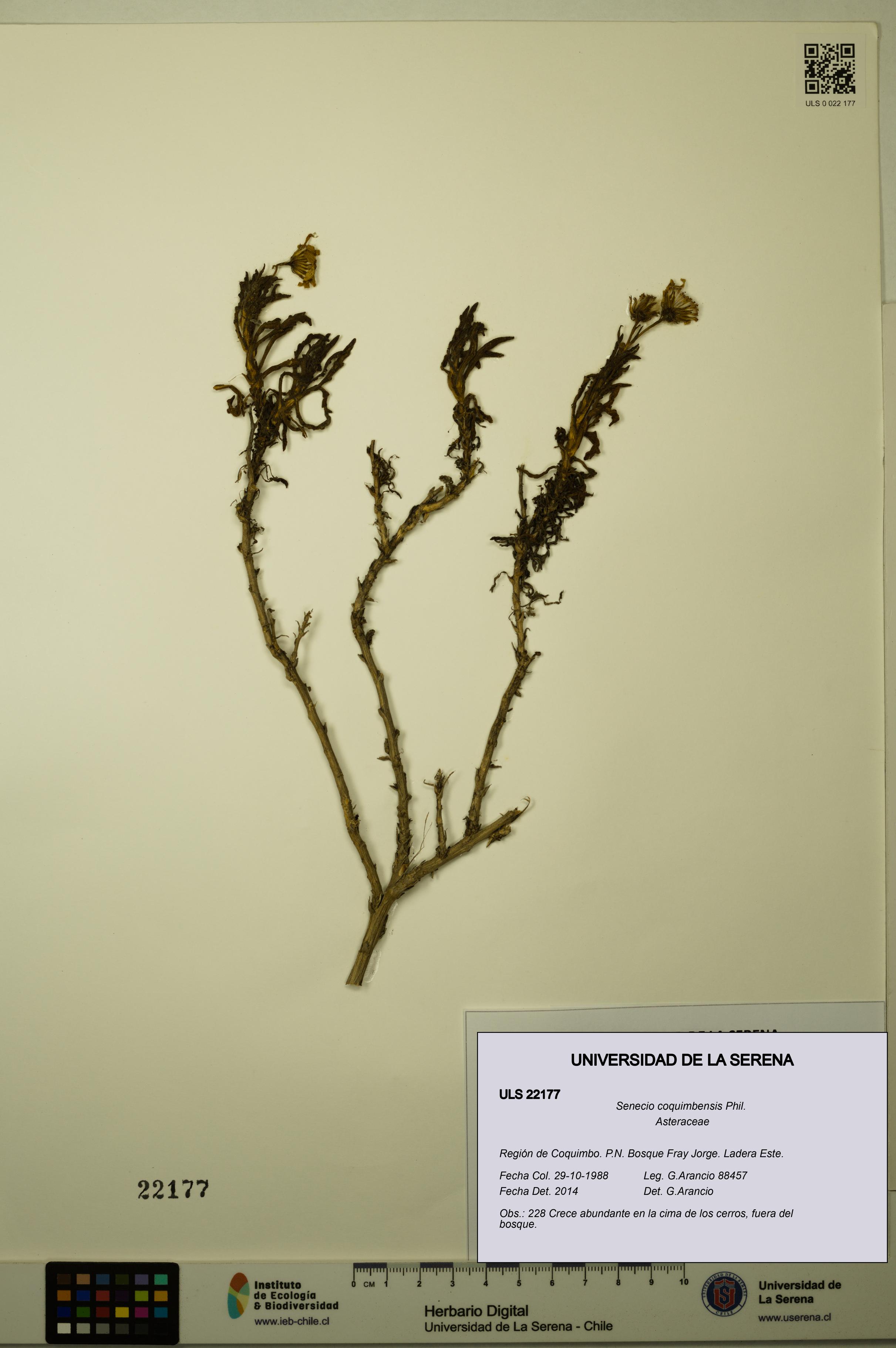 Senecio coquimbensis [Espécimen: ULS:ULS:0022177]
