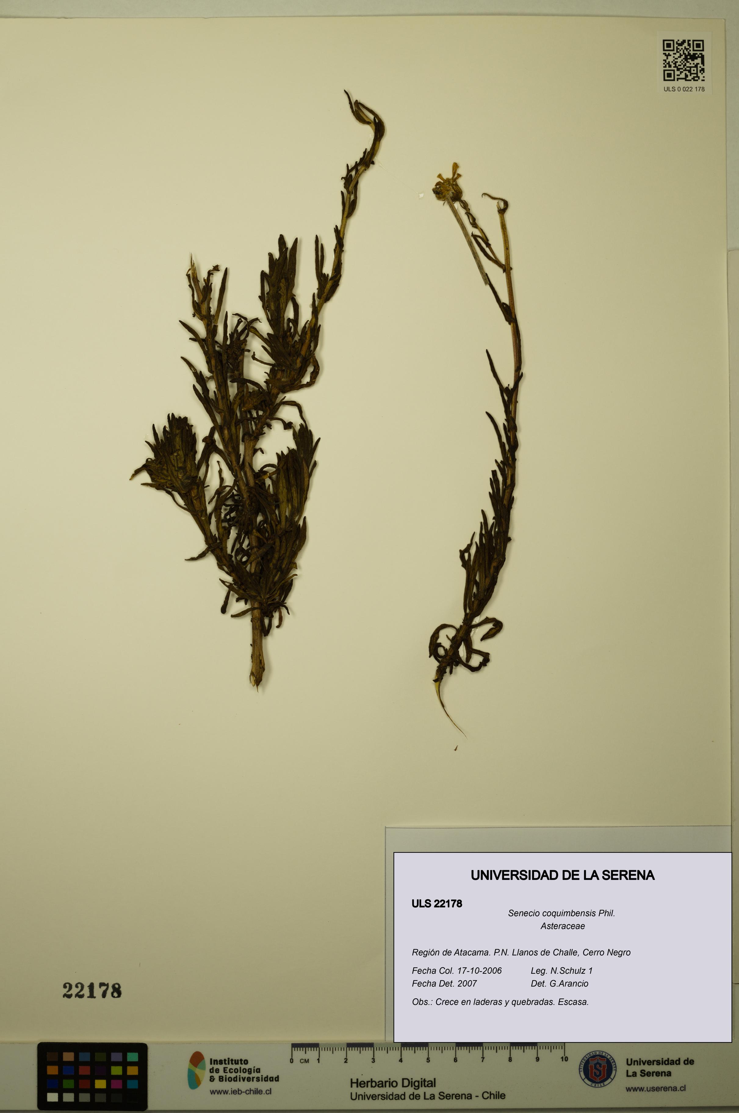 Senecio coquimbensis [Espécimen: ULS:ULS:0022178]