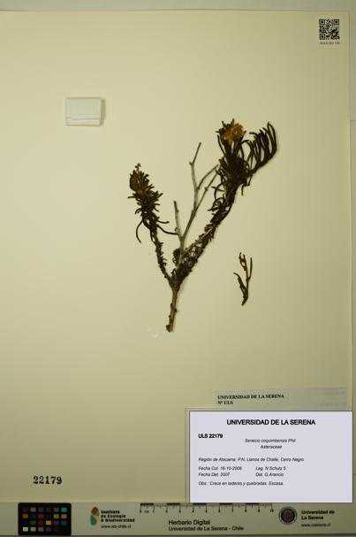 Senecio coquimbensis [Espécimen: ULS:ULS:0022179]