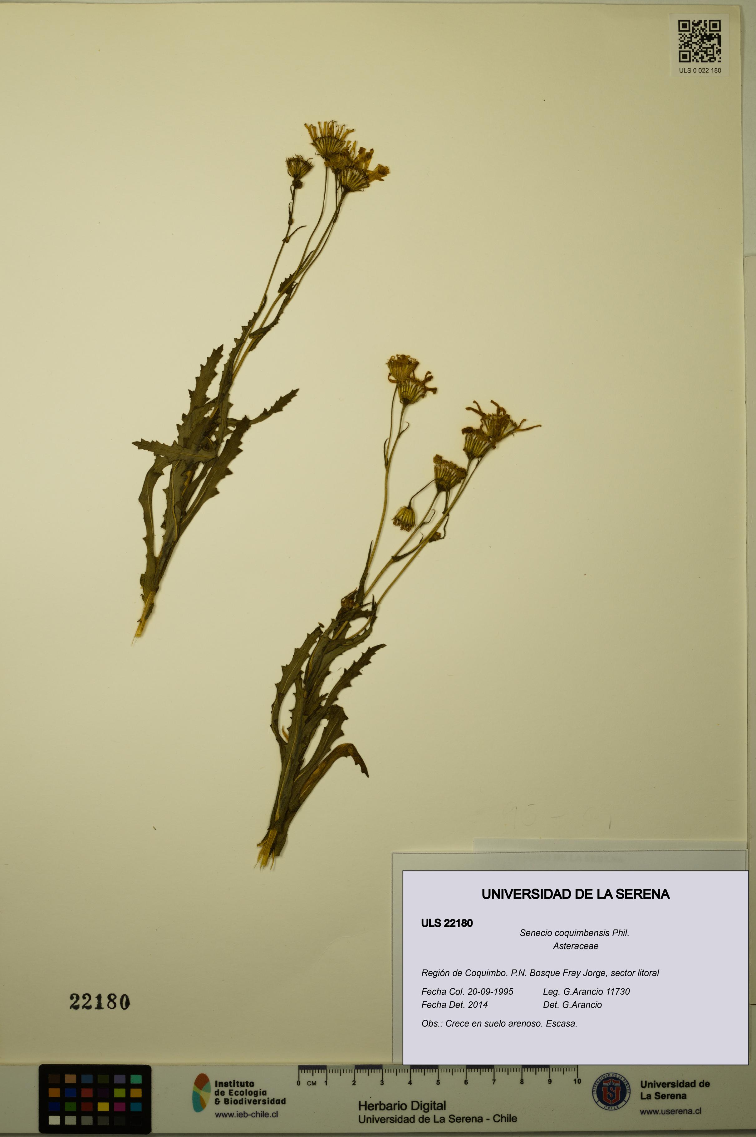 Senecio coquimbensis [Espécimen: ULS:ULS:0022180]