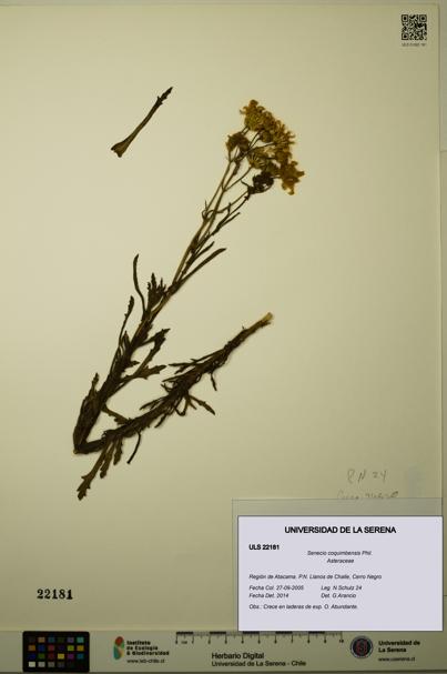 Senecio coquimbensis [Espécimen: ULS:ULS:0022181]
