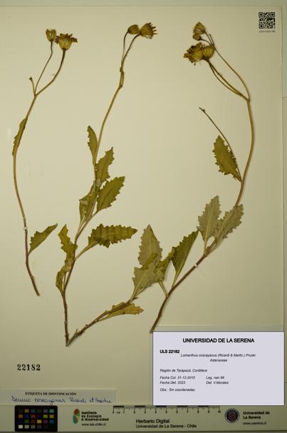 Lomanthus coscayanus [Espécimen: ]