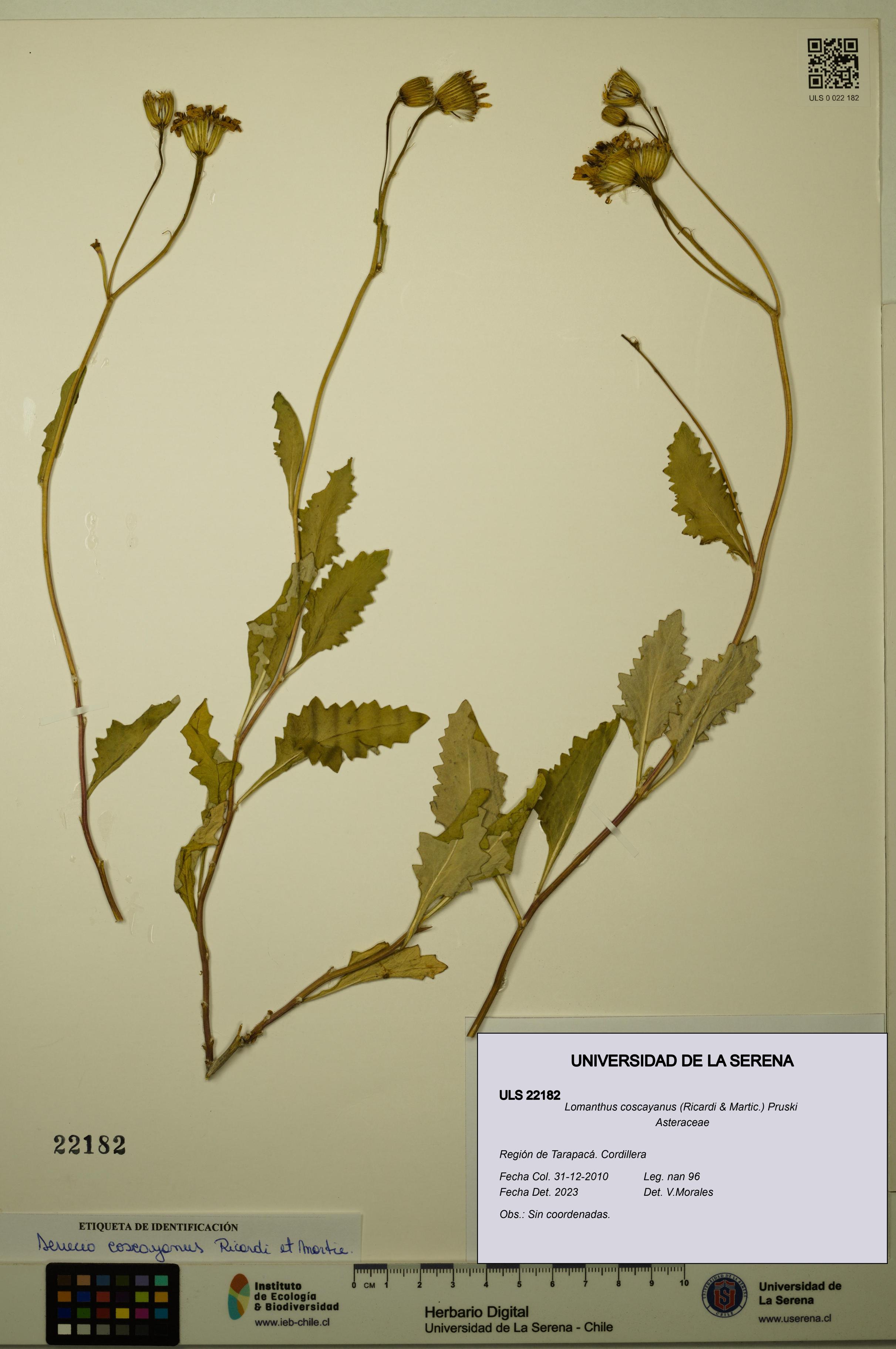 Lomanthus coscayanus [Espécimen: ]