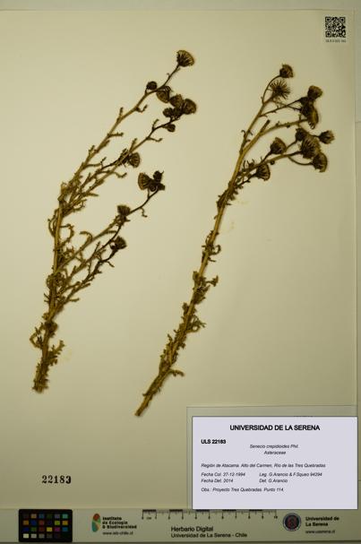 Senecio crepidioides [Espécimen: ULS:ULS:0022183]