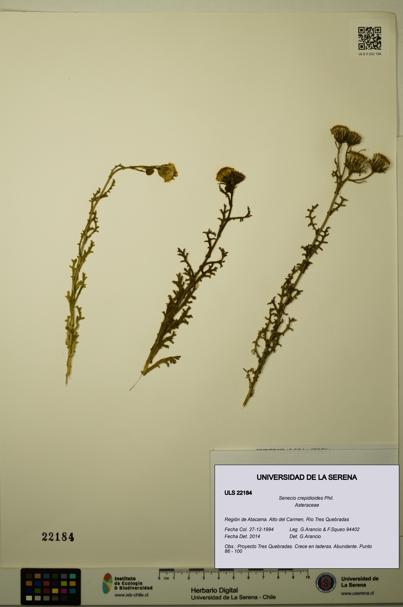 Senecio crepidioides [Espécimen: ULS:ULS:0022184]