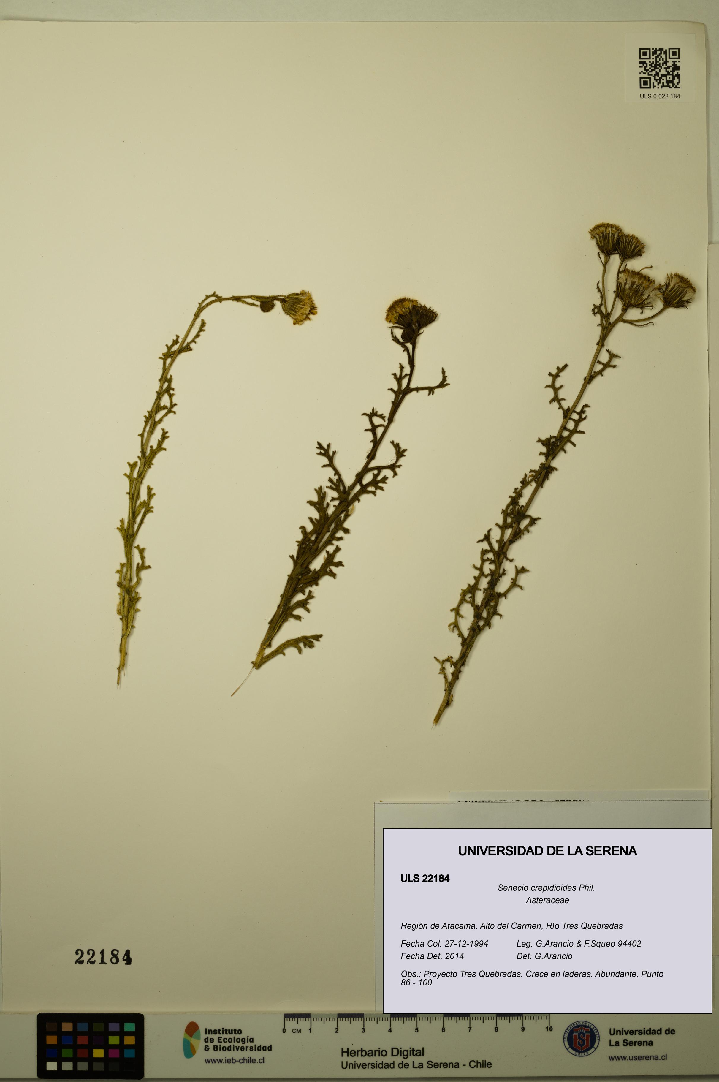 Senecio crepidioides [Espécimen: ULS:ULS:0022184]