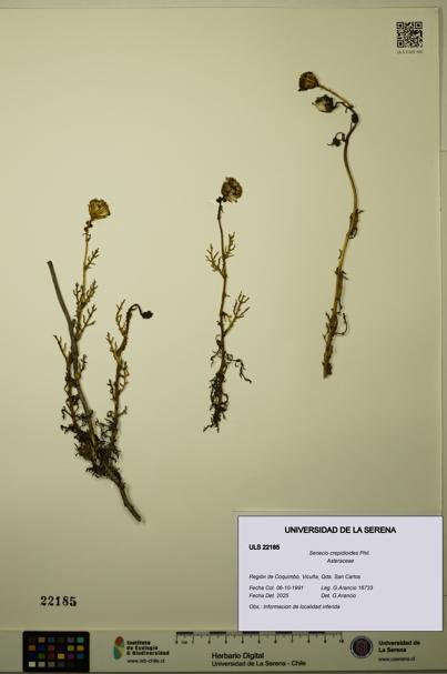 Senecio crepidioides [Espécimen: ULS:ULS:0022185]