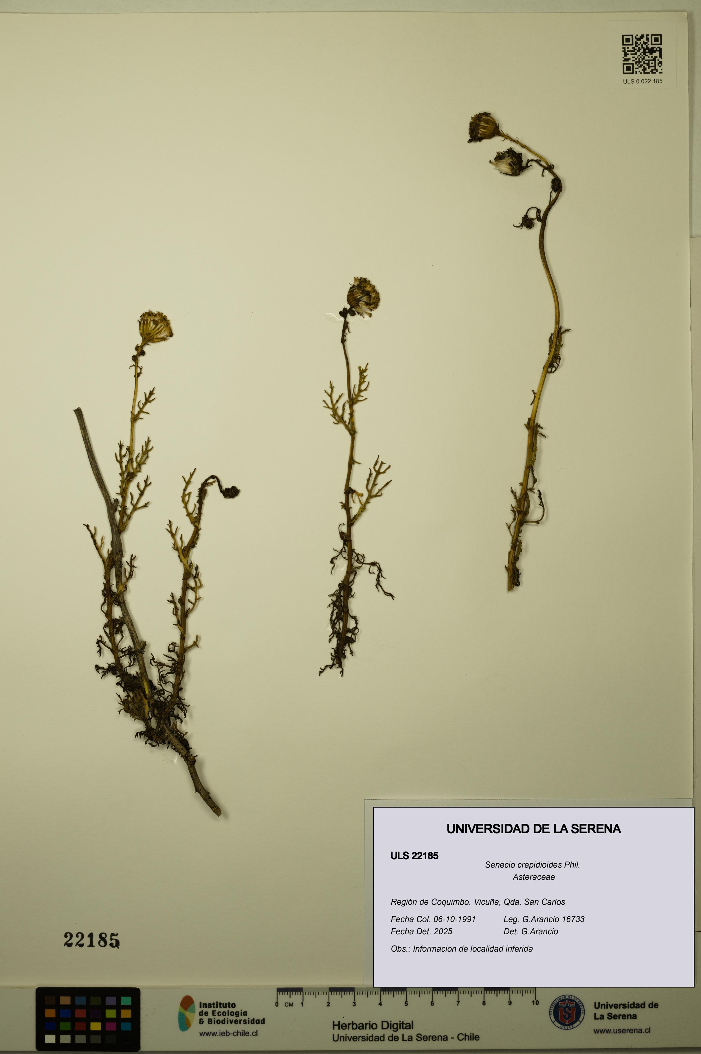 Senecio crepidioides [Espécimen: ULS:ULS:0022185]