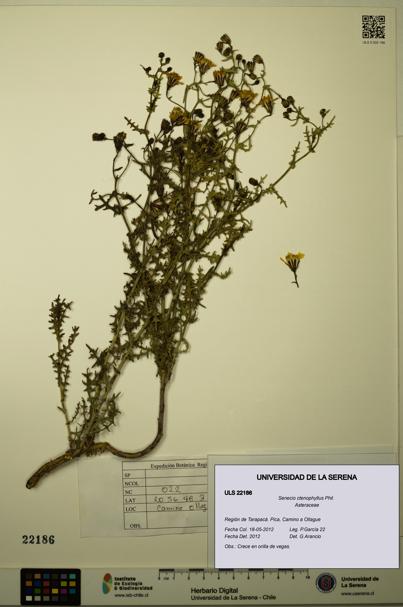 Senecio ctenophyllus [Espécimen: ULS:ULS:0022186]