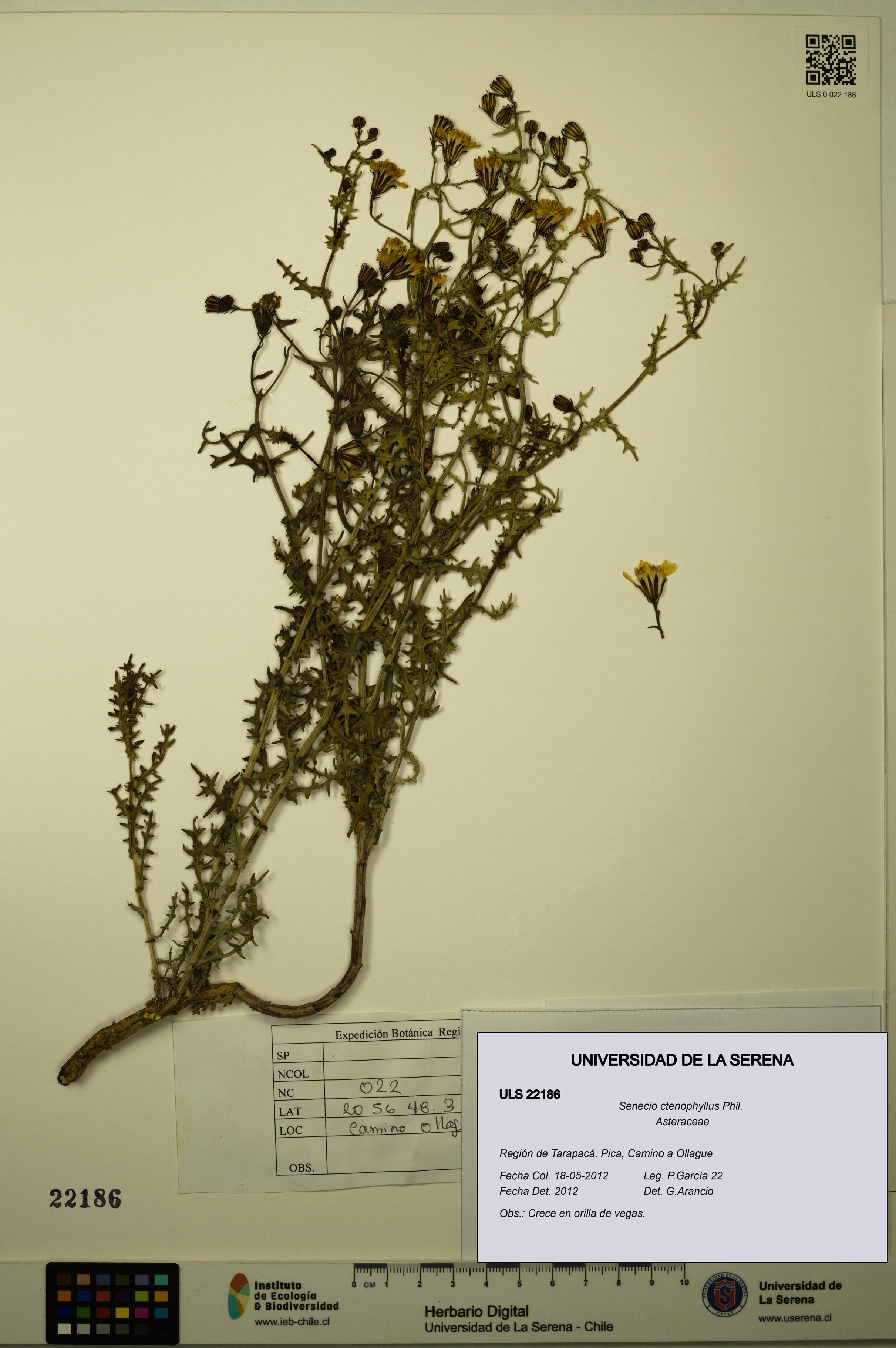 Senecio ctenophyllus [Espécimen: ULS:ULS:0022186]