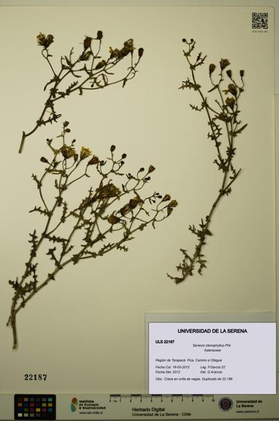 Senecio ctenophyllus [Espécimen: ULS:ULS:0022187]