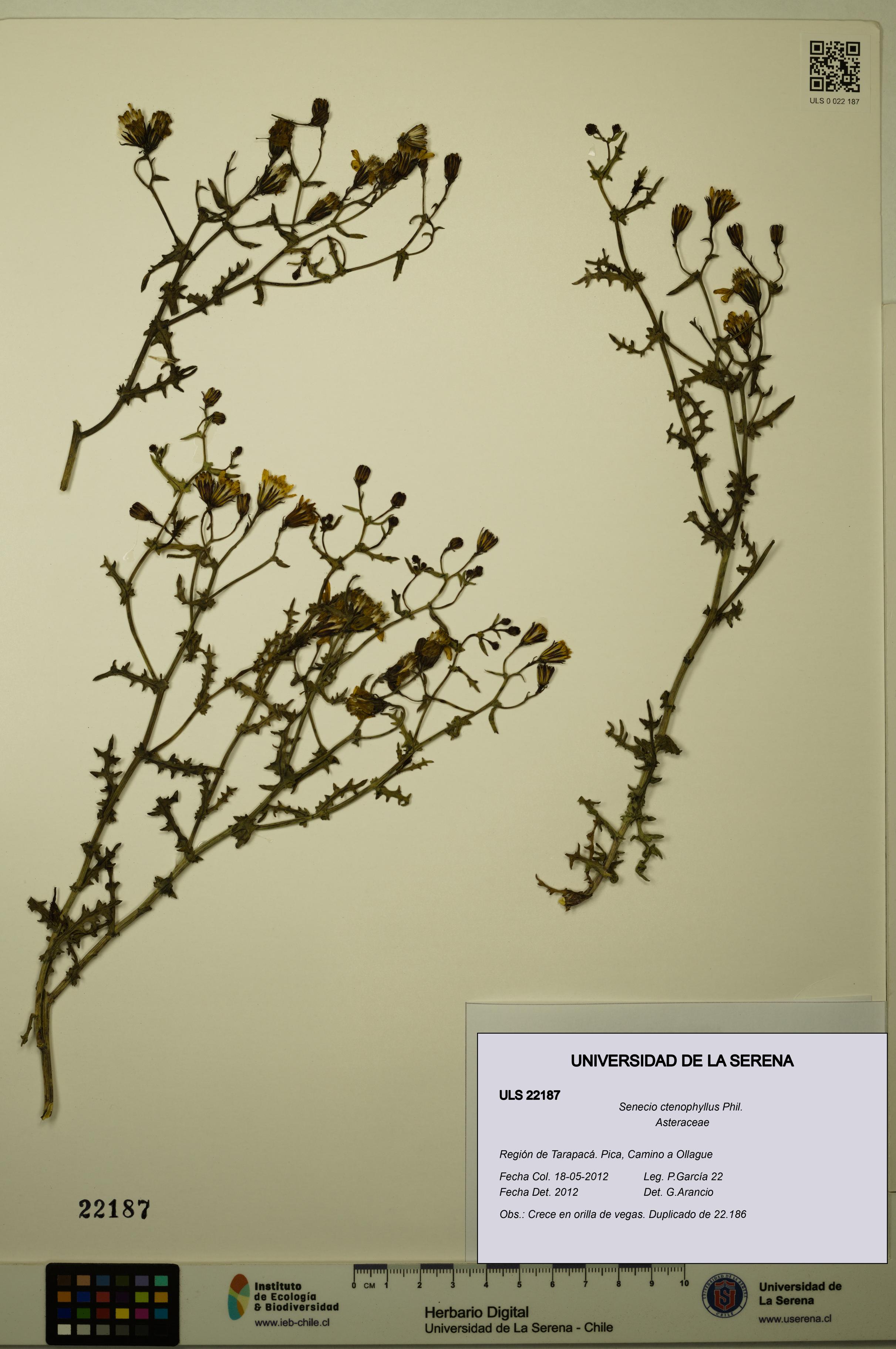Senecio ctenophyllus [Espécimen: ULS:ULS:0022187]