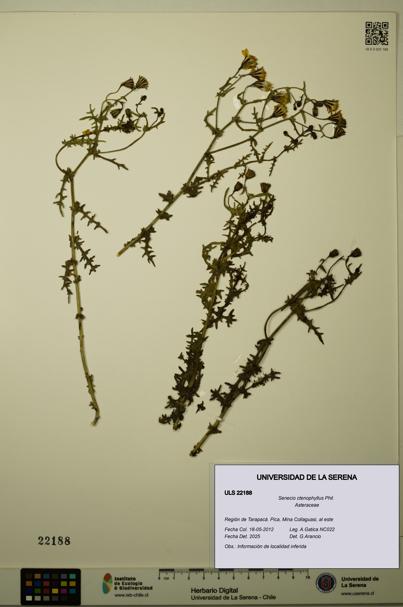 Senecio ctenophyllus [Espécimen: ULS:ULS:0022188]
