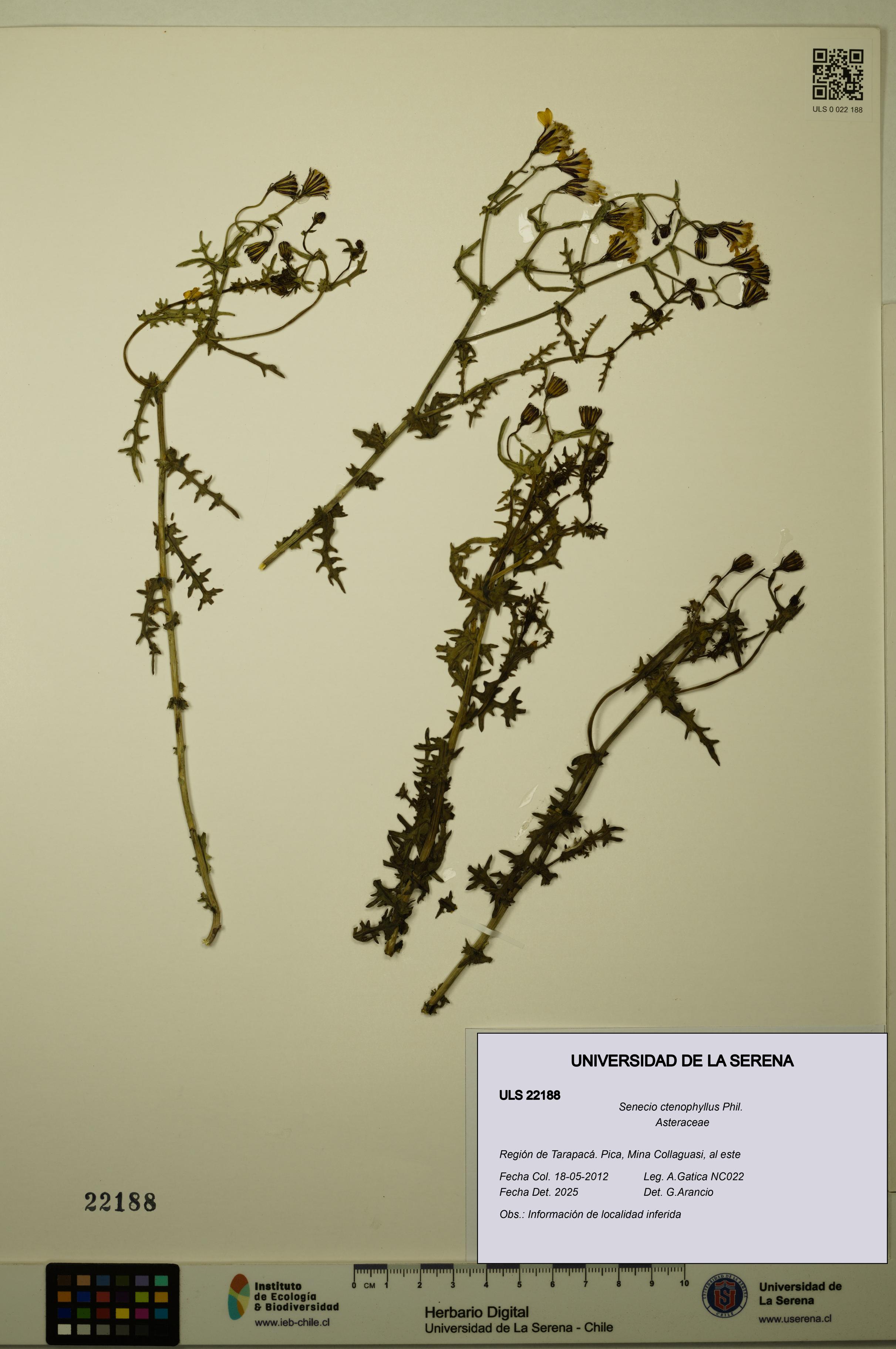 Senecio ctenophyllus [Espécimen: ULS:ULS:0022188]