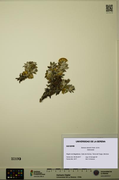 Senecio darwinii [Espécimen: ULS:ULS:0022193]