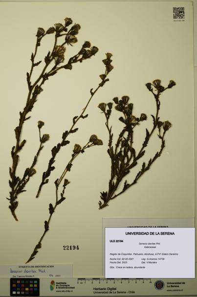 Senecio davilae [Espécimen: ULS:ULS:0022194]