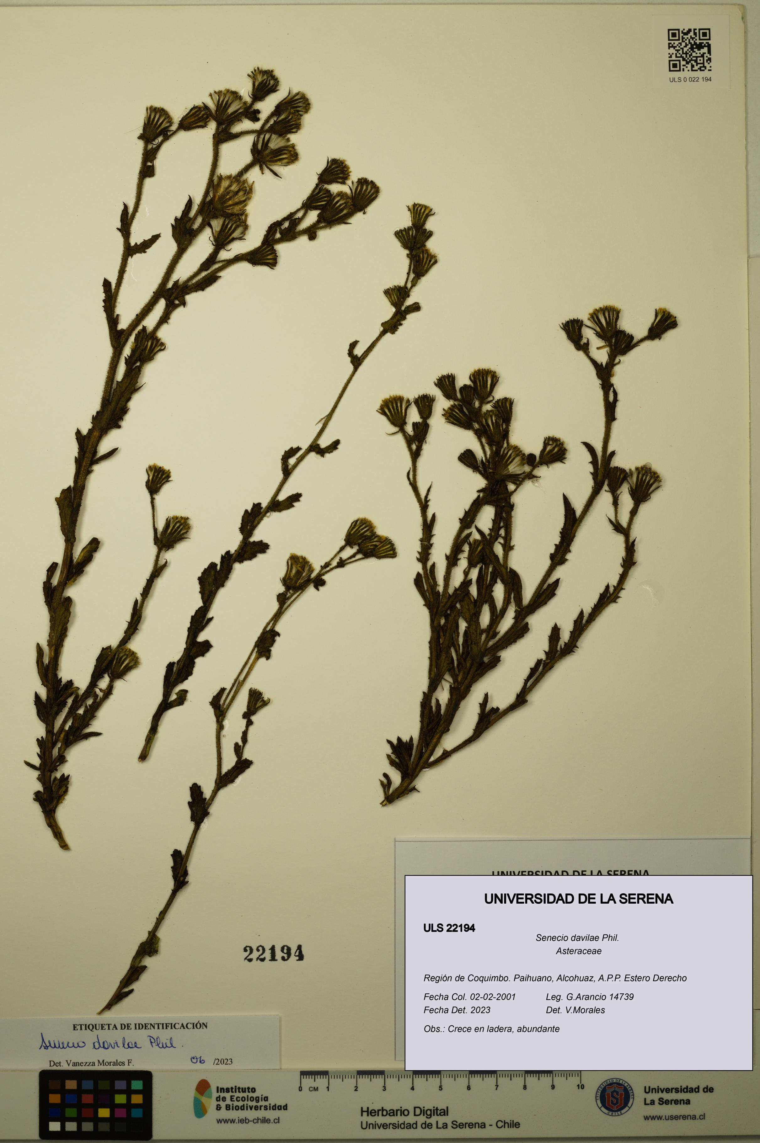 Senecio davilae [Espécimen: ULS:ULS:0022194]