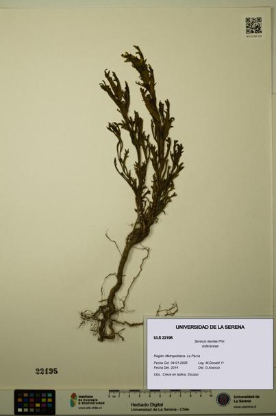 Senecio davilae [Espécimen: ULS:ULS:0022195]