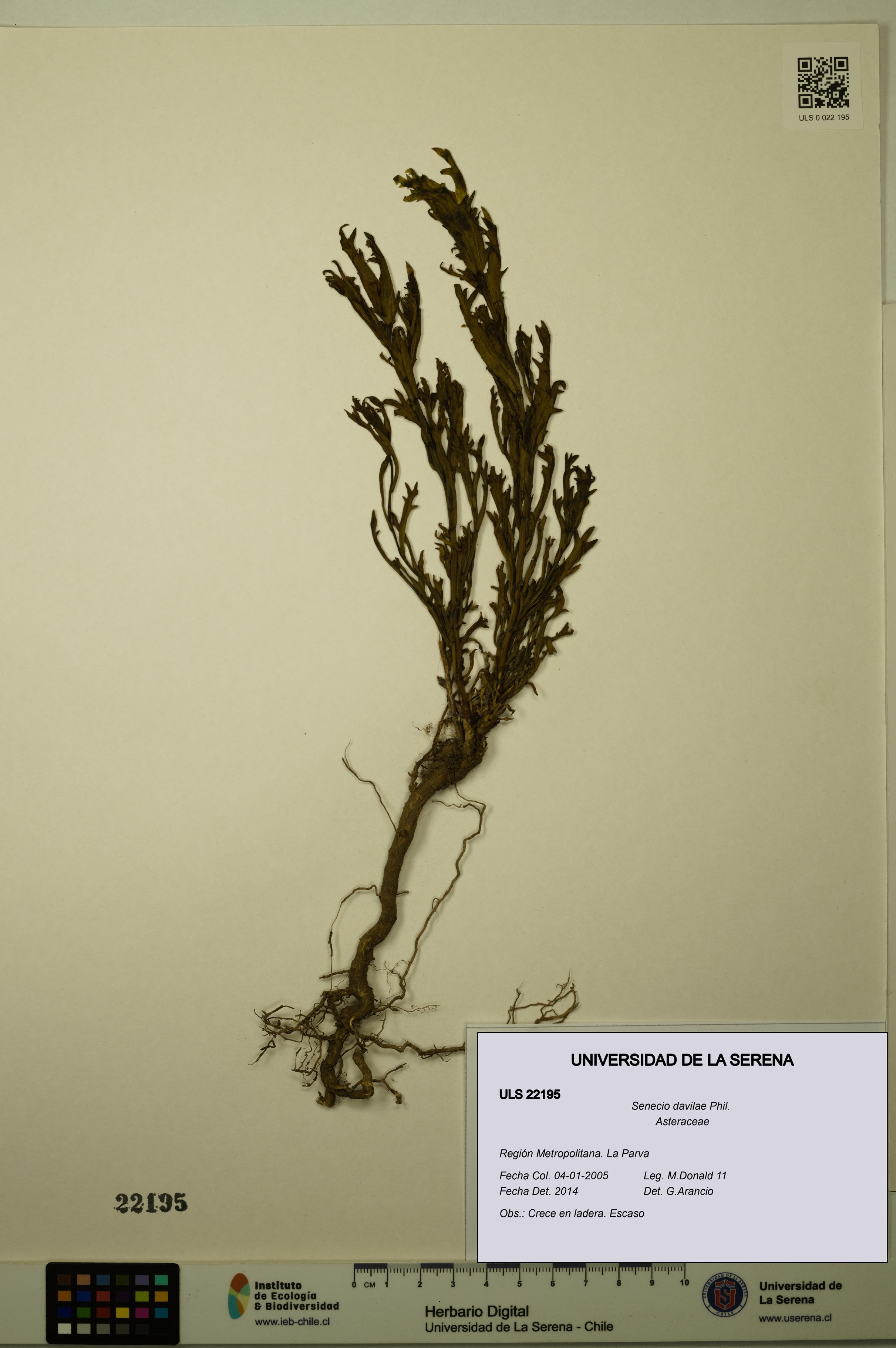Senecio davilae [Espécimen: ULS:ULS:0022195]