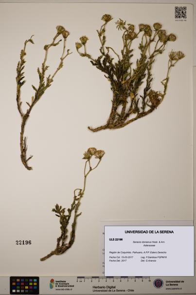 Senecio donianus [Espécimen: ULS:ULS:0022196]