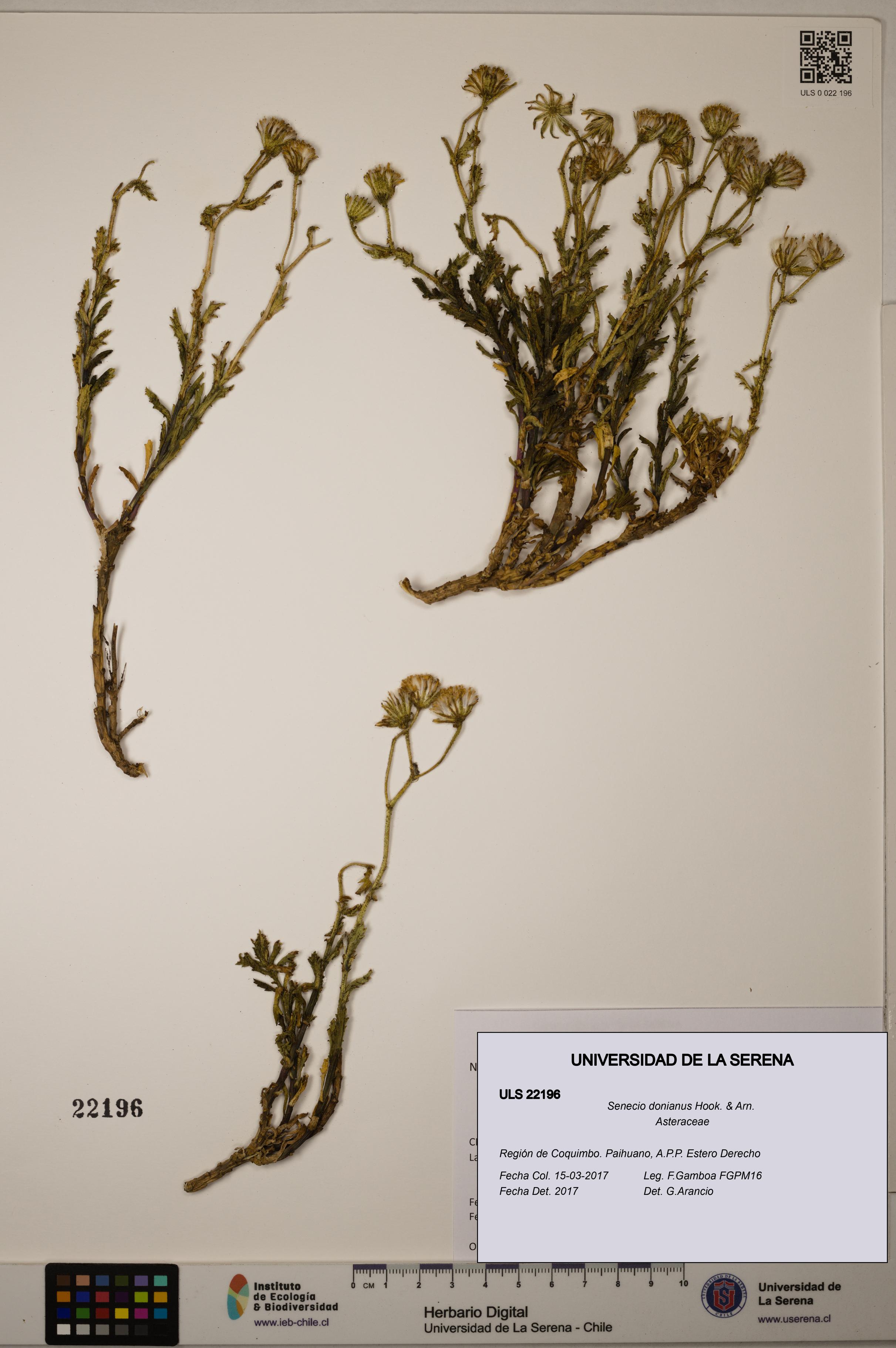 Senecio donianus [Espécimen: ULS:ULS:0022196]