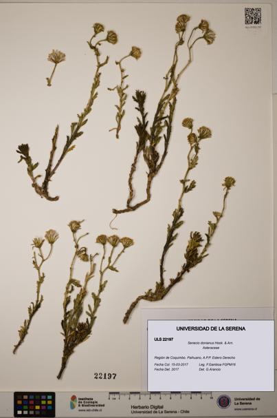 Senecio donianus [Espécimen: ULS:ULS:0022197]