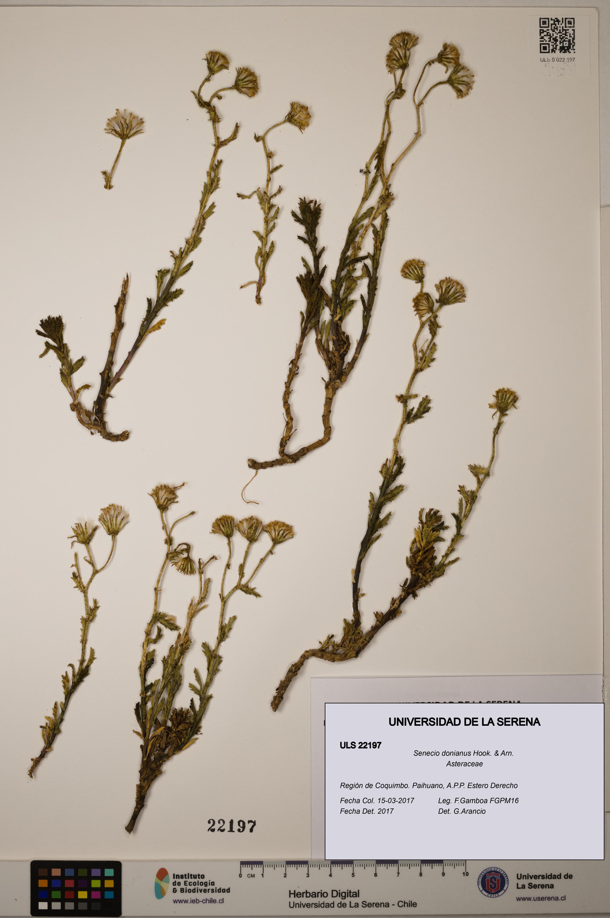 Senecio donianus [Espécimen: ULS:ULS:0022197]