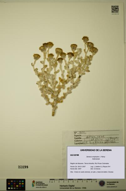 Senecio eriophyton [Espécimen: ULS:ULS:0022198]