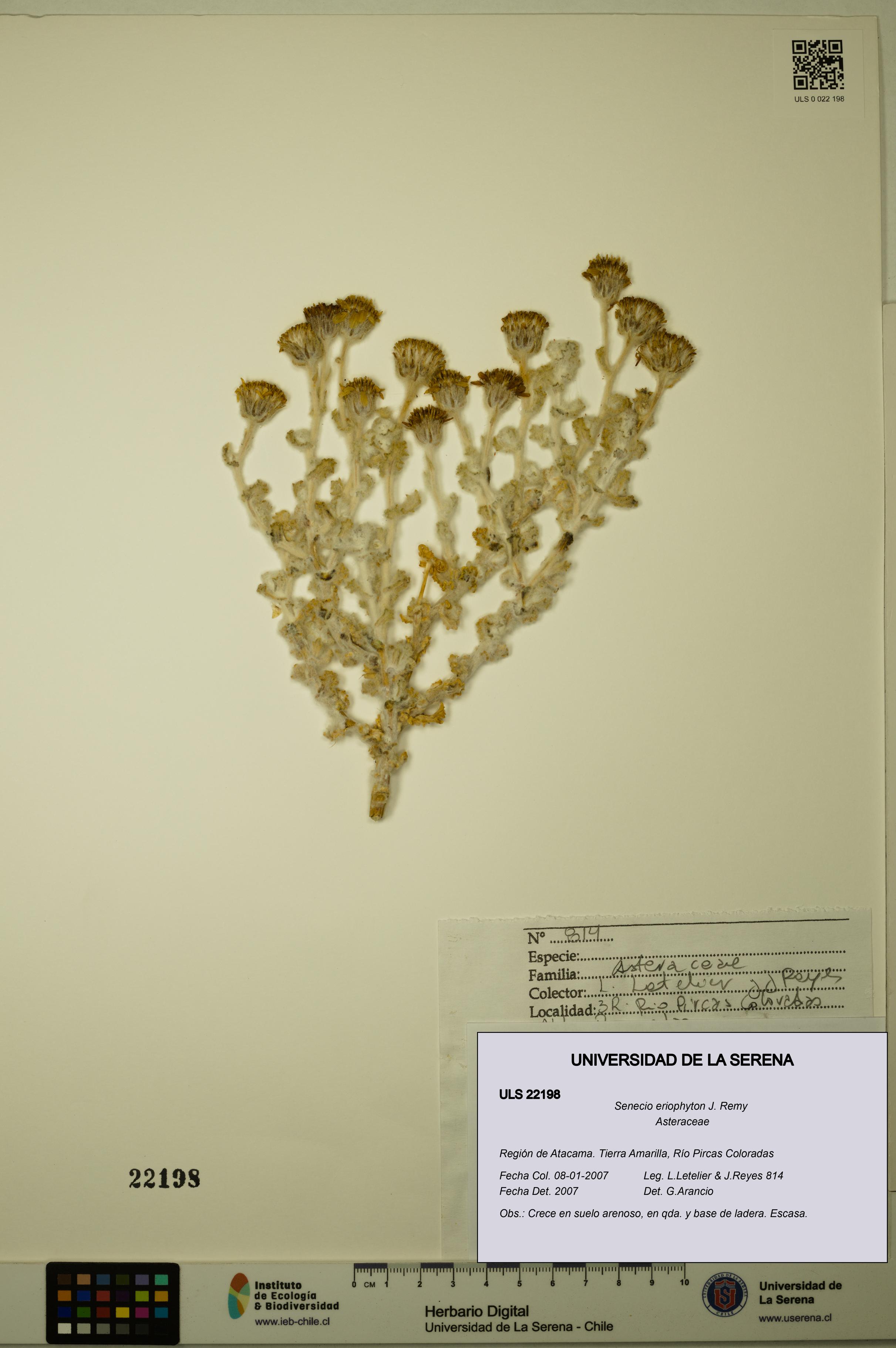 Senecio eriophyton [Espécimen: ULS:ULS:0022198]