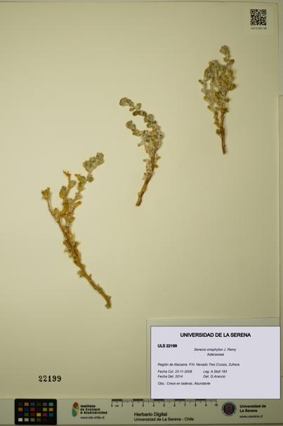 Senecio eriophyton [Espécimen: ULS:ULS:0022199]