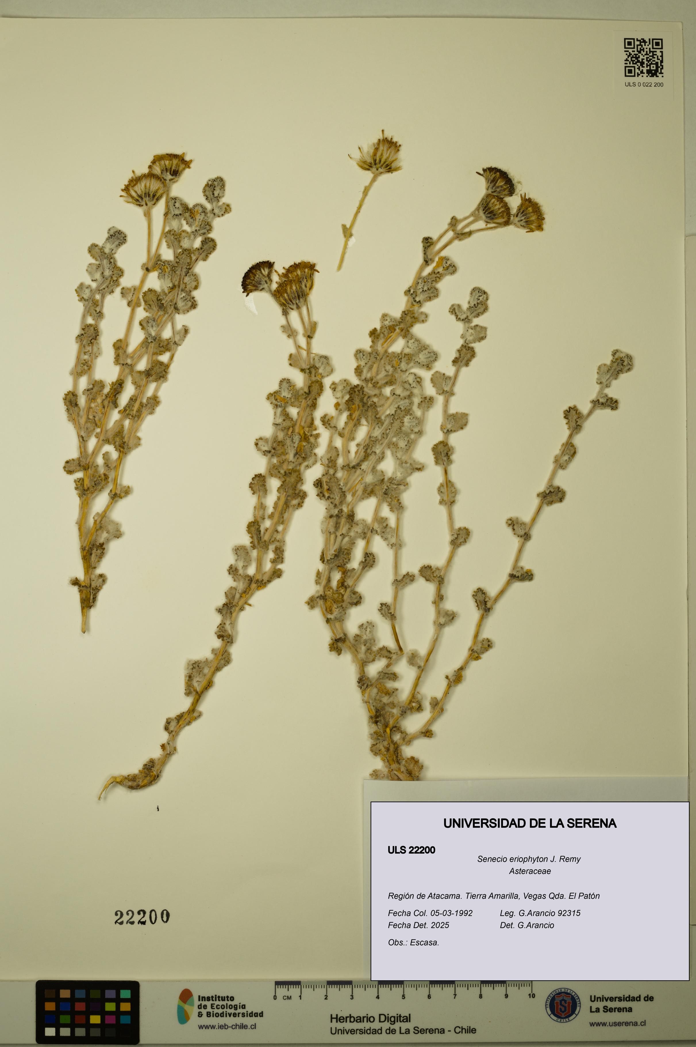 Senecio eriophyton [Espécimen: ULS:ULS:0022200]