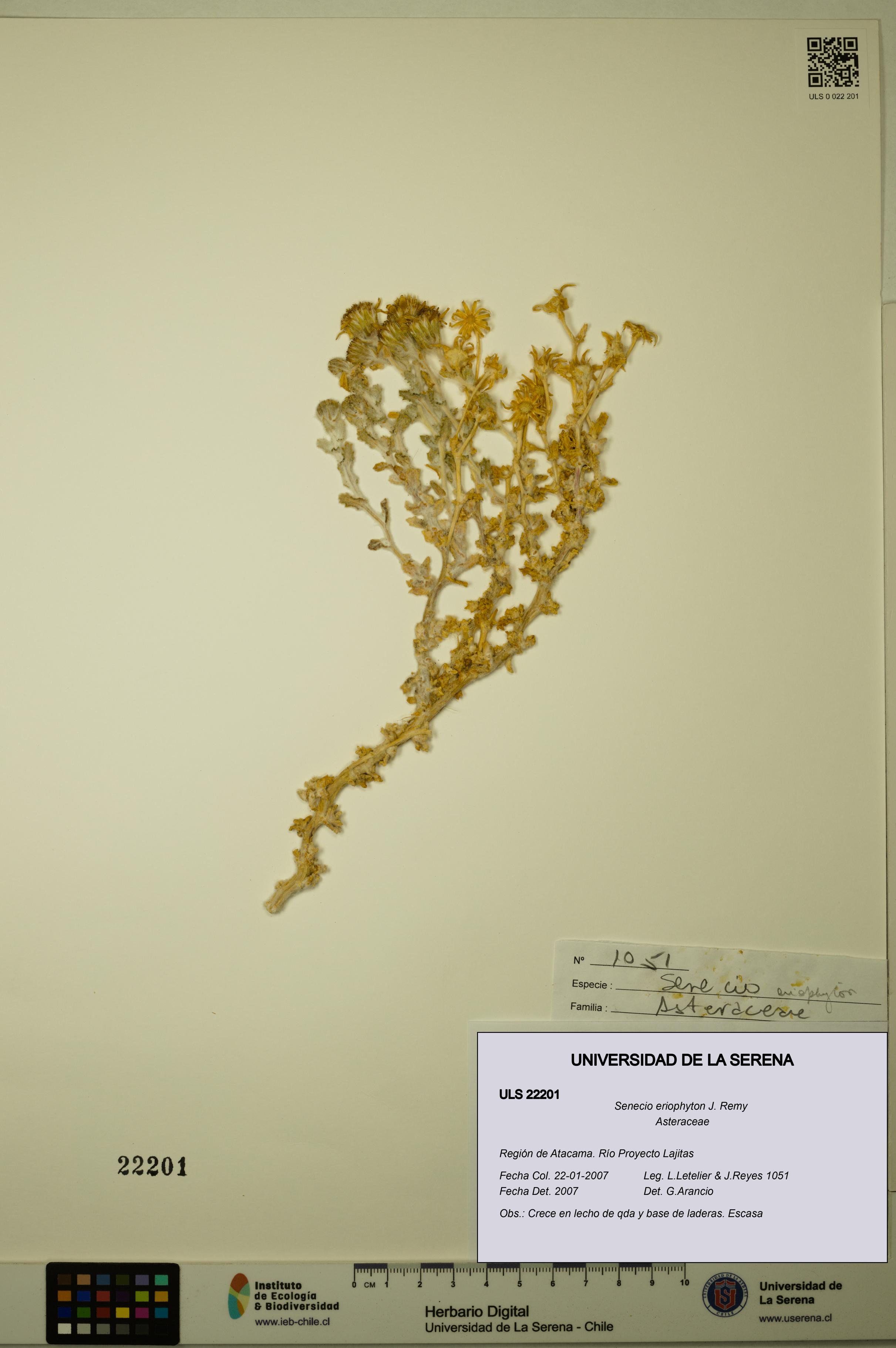 Senecio eriophyton [Espécimen: ULS:ULS:0022201]