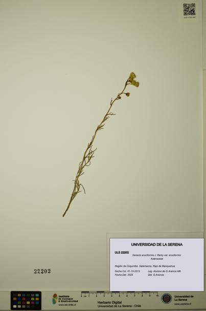 Senecio eruciformis var. eruciformis [Espécimen: ULS:ULS:0022202]